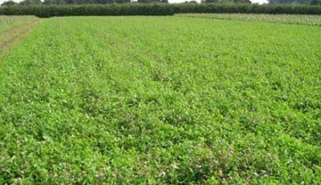 Nutrient management guide (RB209)